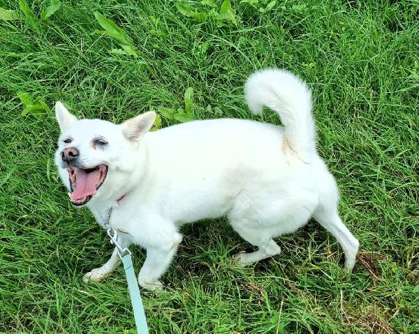 FOX CAGNOLINO CANDIDO Foto 5
